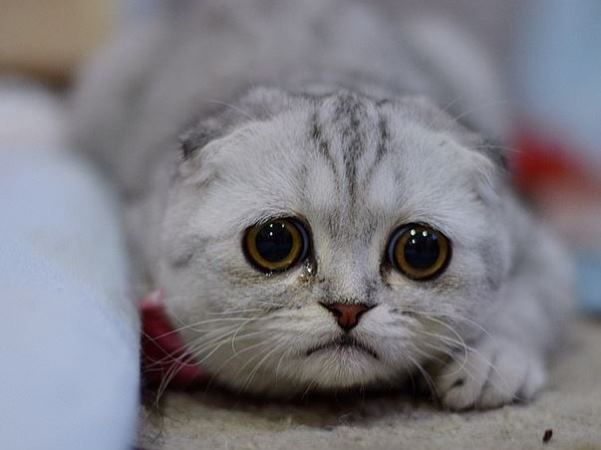 cat-sad[1].jpg